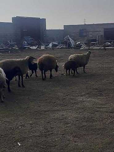 Qoyunlar, qoçlar: Salam 10 ana 10 bala balalar 2 aylıqdı analarda bordag heyvanlardı — 2