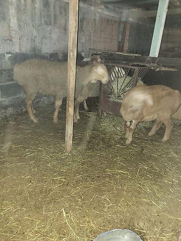 Баран, овца: Продаю | Баран (самец) | Гиссарская, Полукровка, Эдильбаевская | Для разведения — 3