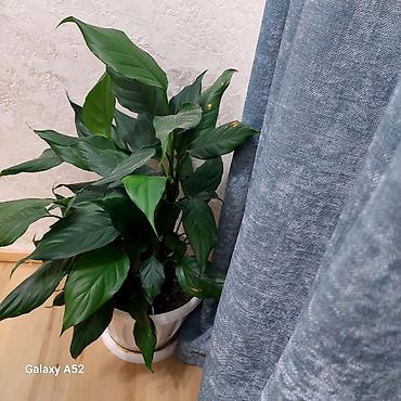 сансуй: Комнатные растения в горшках — набор 1) Спатифиллум (Spathiphyllum) в — 1