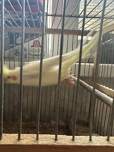 Птицы: 🦜 Продаётся попугай корелла (нимфа) светлого окраса с желтым хохолком — 2