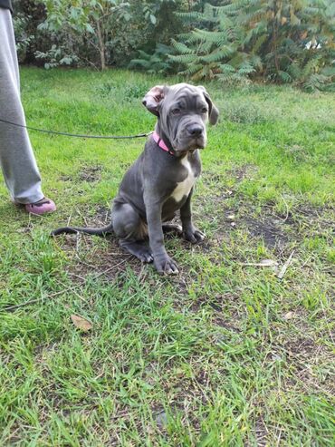 Другие животные: Продаем щенков кубинского питбультерьера, линейное разведение — 3