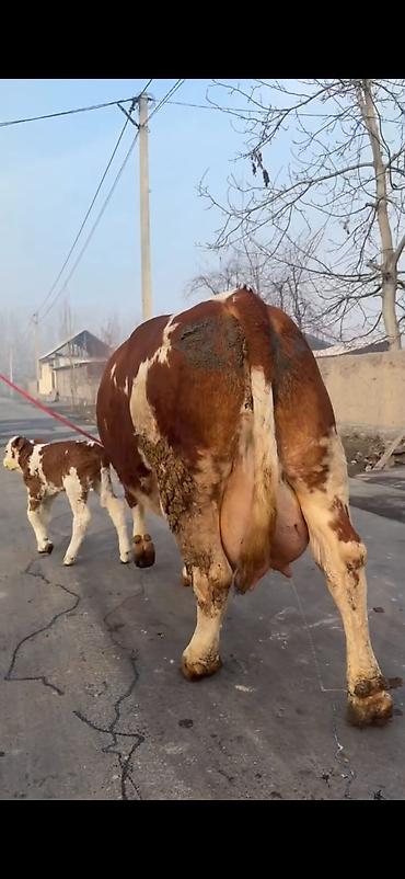 Inəklər, öküzlər: Simental tipli sağmal inək buzağı ilə birlikdə. Xüsusiyyətlər: - — 13