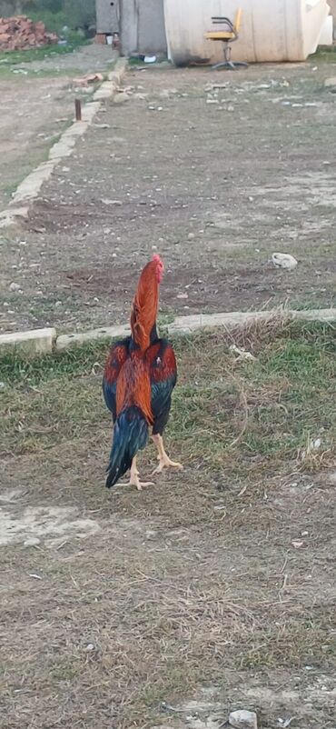 Xoruzlar: Xoruz, Heyratı, il: <1, Ödənişli çatdırılma — 21