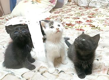 игрушки для кошки: Котята, помёт из 5 малышей домашнего выращивания. - Окрас: несколько — 2