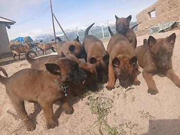 Продажа собак: Предлагаются к бронированию щенки Белгийской овчарки Малинуа.Щенков 9 — 11