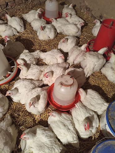 куры живые: Продаю | Куры — 1