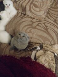 отдам кошку в хорошие руки: Шотладская вислоухая, Самец, Самка