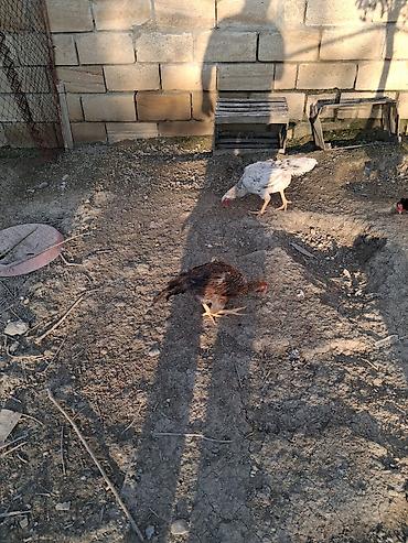 Cücələr: Toyuq cücələri, Ətlik — 4