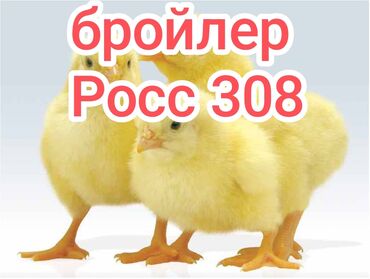 арзан тоок: Сатам | Балапандар | Бройлер, РОСС 308, Арбор айкрес | Союуга, Көбөйтүү үчүн lalafo.kg да арзан тоок: Сатам | Балапандар | Бройлер, РОСС 308, Арбор айкрес | Союуга, Көбөйтүү үчүн