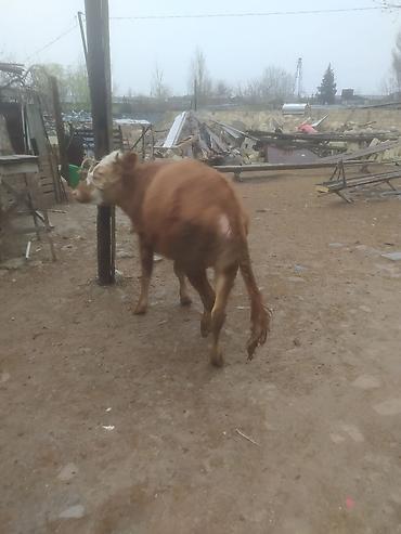 Dana, buzov: Qara mal – dişi dana/sığır - Rəng: qırmızı-qonur, alnı və burnu ağ — 2