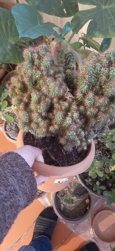 Otaq bitkiləri: Hazir qabda ekilmiş, boyuk ölcude kaktus bitkisi, sağlam ev şeraitin — 8