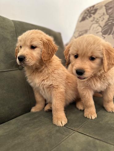 İtlər: Labrador-retriver, 1 ay, Erkek — 12