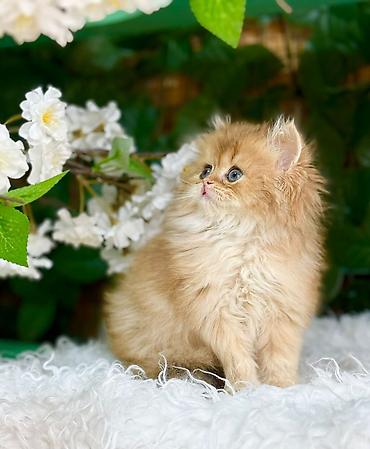 Pişiklər: Britan — 3