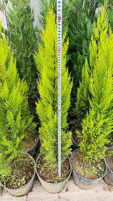 limon şam ağacı: Thuja “Golden Smaragd” (qızılı-yaşıl iynəyarpaq kolu) – qapda - Bitki — 2