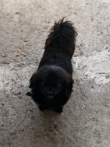İtlər: Pekines, 6 ay, Erkek, Ünvandan götürmə