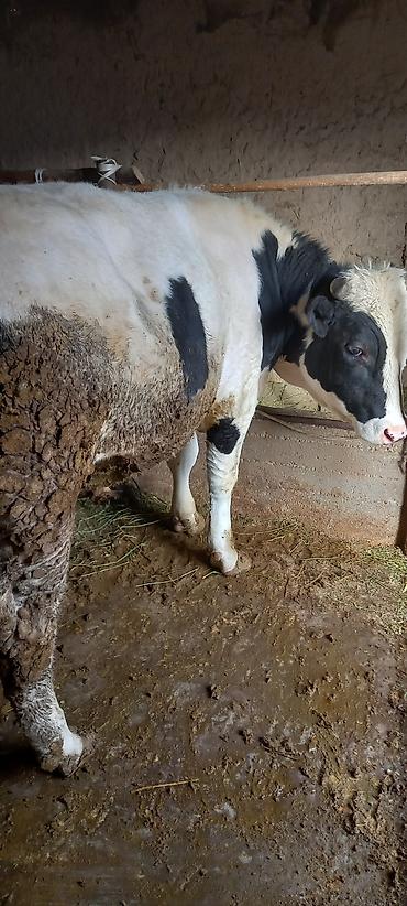 Коровы, быки: Продаю | Бык (самец) | На забой | Привязанные — 1