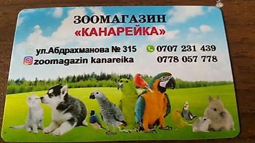 хомяк каракол: Хомячки джунгарские с клеткой комплект — 6