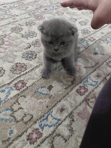 Продажа кошек: Скотиш Страйт (Шотландская прямоухая), 1 месяц, Мальчик, Голубой, Приучена к лотку — 4