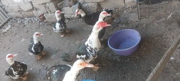 Ördəklər: Dişi, | Lal ördək, Damazlıq, Ünvandan götürmə