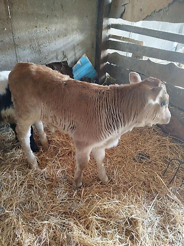 Коровы, быки: Продаю | Бык (самец) | Бельгийская | Для разведения | Искусственник — 8