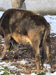 продажа домашних животных: Другие животные