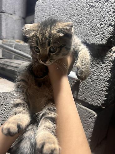 вислоухие котята уход: Бесплатно отдам даром Котёнок Аламедин базар Особенности: - Мягкая — 5