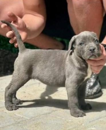 Psi: Cane Corso štenci Štenci Kane Korso stari 2 meseca na prodaju. U — 1