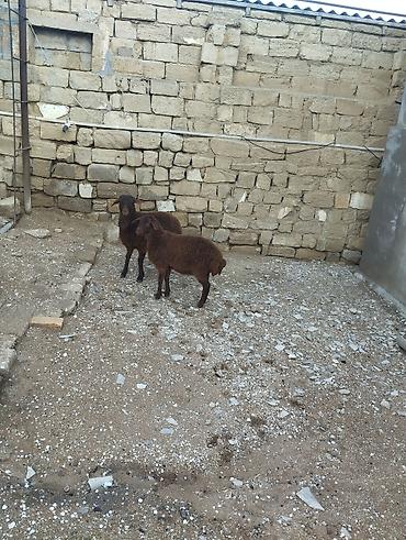 Quzu: Bir erkek bir dişi Qala quzusu cütü 550 manata tək satilmir .qiymət — 6