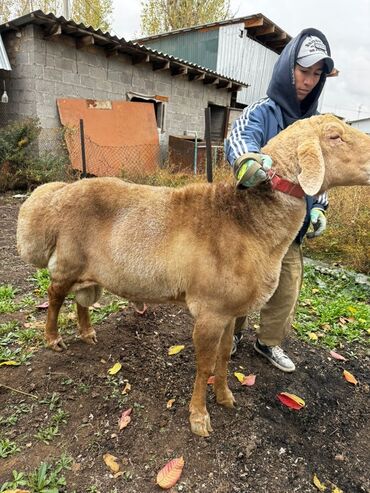 шпиц сколько стоит: Сатам | Кочкор (эркек) | Арашан | Көбөйтүү үчүн | Асыл тукумдуу