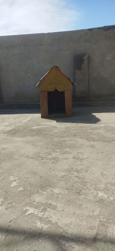 afcarka: Afcarka yuvası şirvandadi