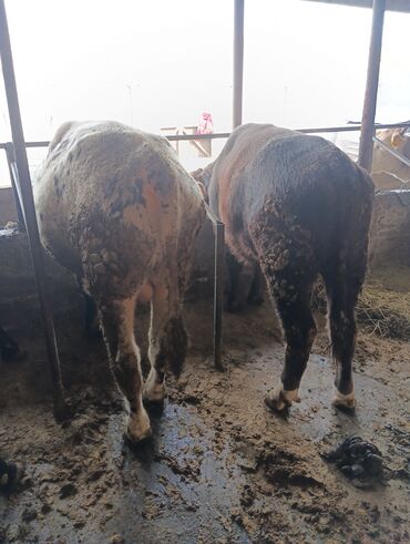 кыргыз добот ит: Сатам | Бука (эркек) | Швиц | Бордоп семиртүү үчүн, Союуга, Көбөйтүү үчүн | Жасалма уруктандырылган