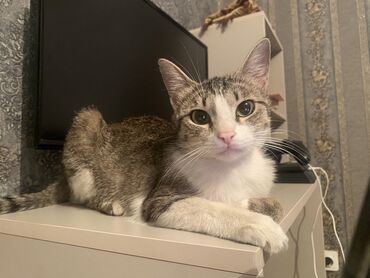 животные котенок: Беспородная, 1 год, Девочка, Биколор