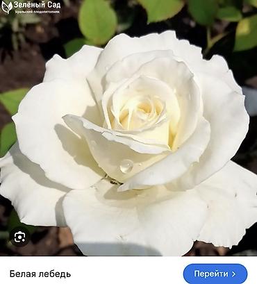 Роза: Саженцы — 28