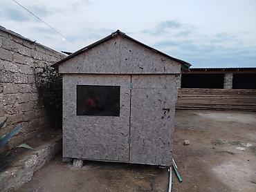 qefes type 1: Taxta/OSB materialdan yığılmış həyət üçün kiçik otaq tecılı satılır — 1