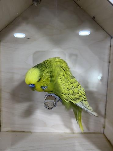 Tutuquşları: Salam . Jumbo erkək quşlar satılır hamısı hazır erkəylərdi çoxsu cütdə — 1