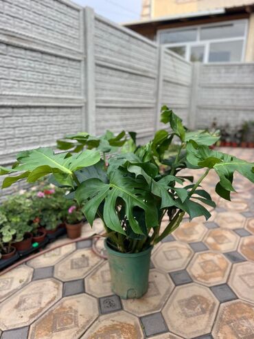 Драцены и Сансевиерии: Драцены и Сансевиерии — 3