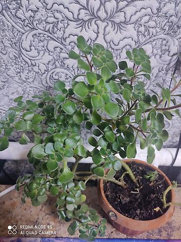 Другие комнатные растения: Комнатные цветы, растения. РАСПРОДАЮ ОСТАТКИ ПО 100 сом есть и — 5