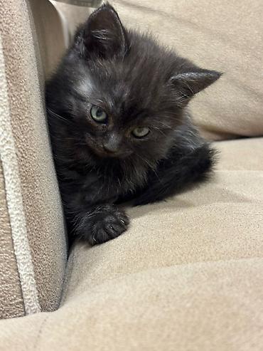 Pişiklər: Britan — 2