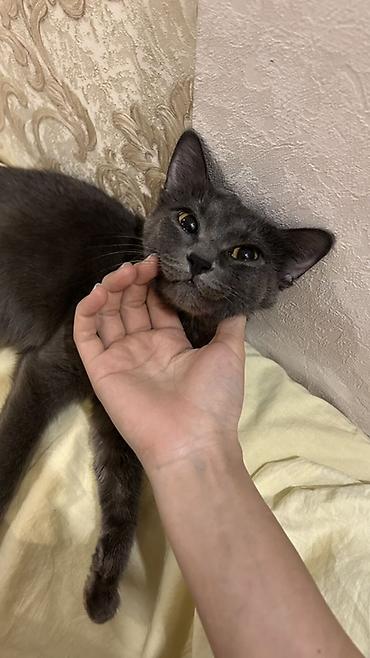 в добрые руки кошки: Кошка даром: Беспородная, 1 год, Девочка, Приучена к лотку — 4