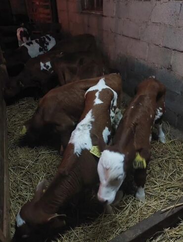 Dana, buzov: Dana, buzov, Dişi, Simental, ay: 1, Damazlıq, Ətlik, Rayonlara çatdırılma, Pulsuz çatdırılma, Ödənişli çatdırılma — 27