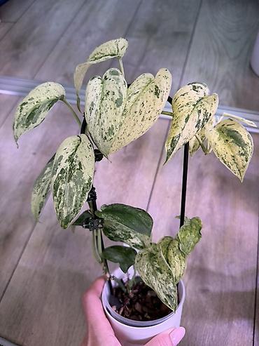 Эпипремнумы и сциндапсусы: Сциндапсус (Epipremnum/Scindapsus) вариегатный в горшке. Особенности — 7