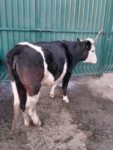 Коровы, быки: Продаю | Бык (самец) | Полукровка | На откорм | Привязанные — 3