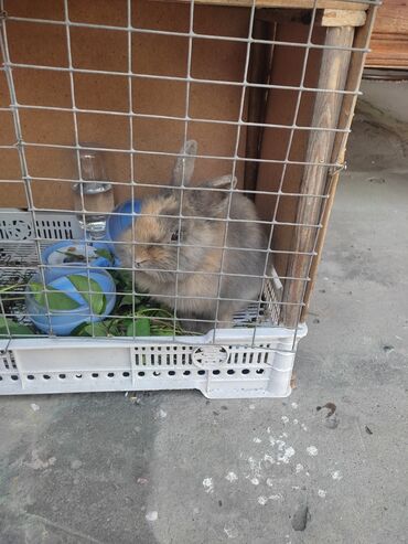 Хомяки: Продаю кролик декоративный 7месяцев самец
