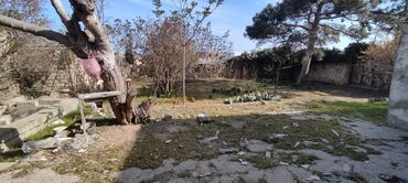 Torpaq sahələrinin satışı: 6 sot, Biznes üçün, Mülkiyyətçi — 6