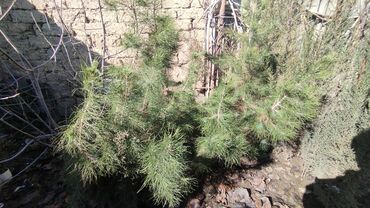 bitki guli: Şam ağacları satılır