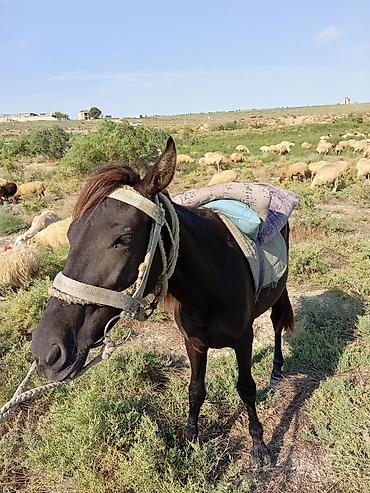Qara rəngli yüklü minik atı - İstifadə sahəsi: çöldə/gəzmədə minik lalafo.az -da Qara rəngli yüklü minik atı - İstifadə sahəsi: çöldə/gəzmədə minik