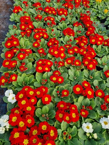 Otaq bitkiləri: 1Gullerin satişi unvanniza odenişli çatrlmada var karistan karpiz — 13