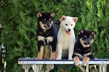 Psi: NEW "MINMIGORA' S" litter "Minmigora' s" Shiba Inu kennel present new — 9