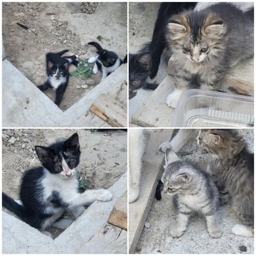 купить котят: Кошка даром: Беспородная, 2 месяца, Мальчик, Метис