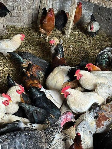 Птицы: Домашние куры — 2